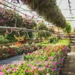 A vibrant greenhouse filled with colorful flowering plants and hanging baskets.