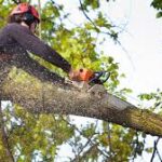 spring tree removal