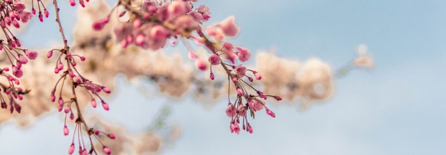 Pink cherry blossoms against blue sky