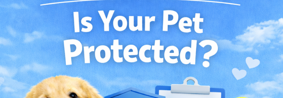 national pet day northeastern insurance